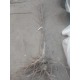 JARZĘBINA jadalna szczepiona czerwona - sadzonki 160 / 180 cm